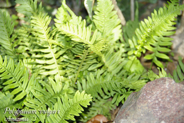 Polypodium-vulgare.jpg