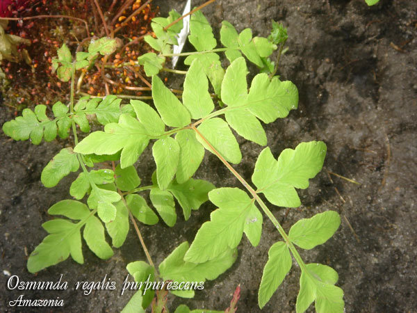 Osmunda-regalis-purpurescens.jpg