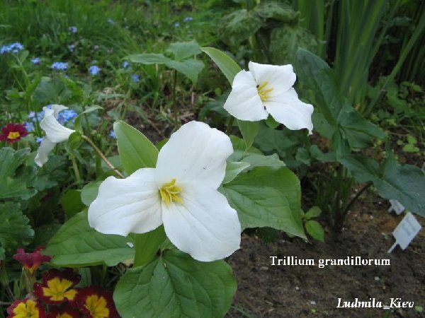 grandiflorum_p.JPG