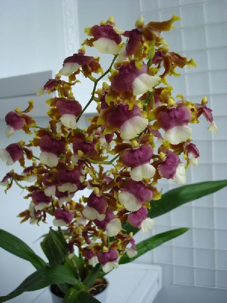 Мильтонидиум Hawaiian Sunse