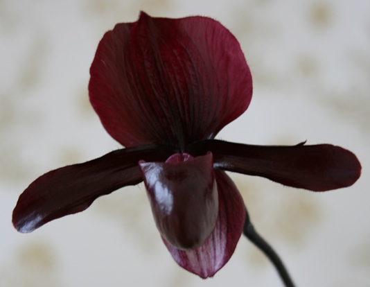 PAPH. RAISIN JACK X GLORIOSUM X MAUDIAE VINICOLOR X CHARLESWORTHI.JPG