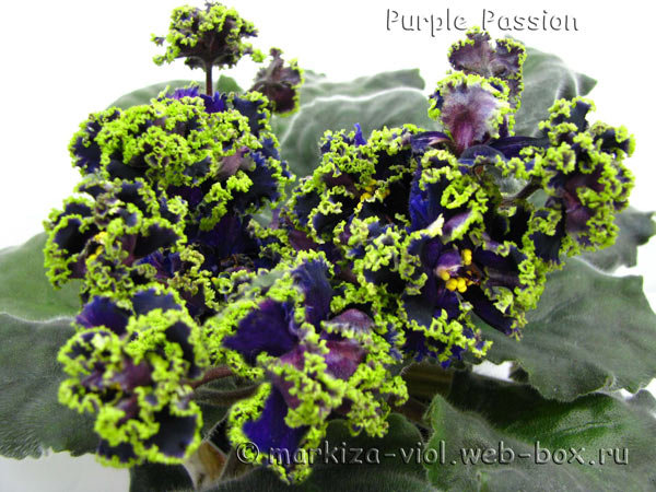 Purple-Pаssion22.jpg