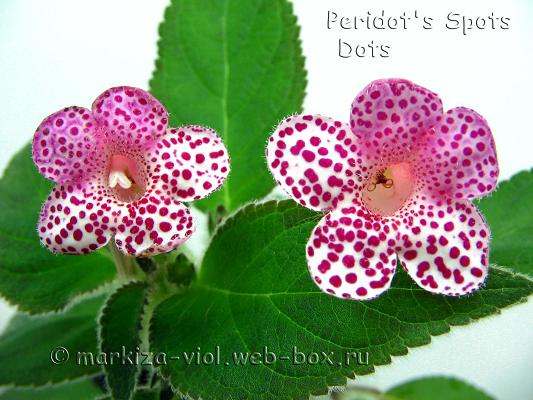 Peridot's Spots Dots.JPG