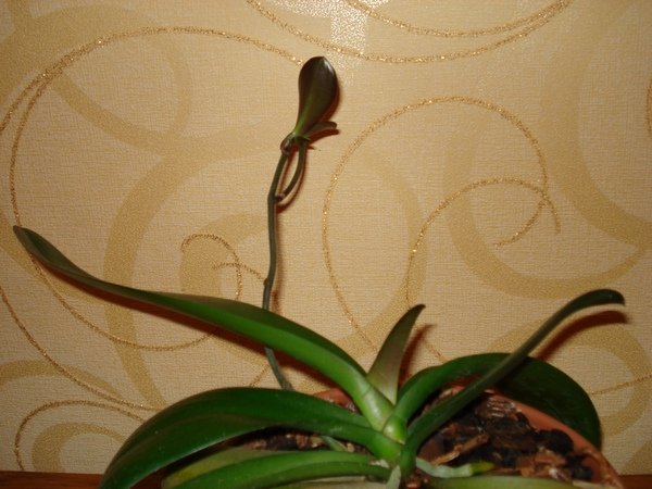 DSC03726.JPG