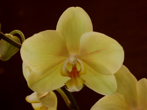 Phal_%20Detroit1.jpg