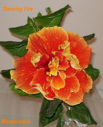 DSC03029.jpg