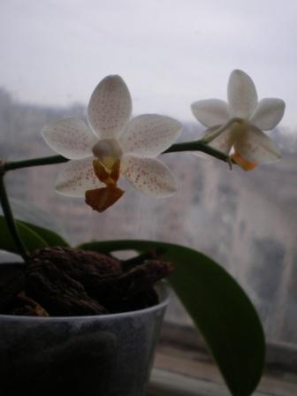 мой  итальянец мини марк