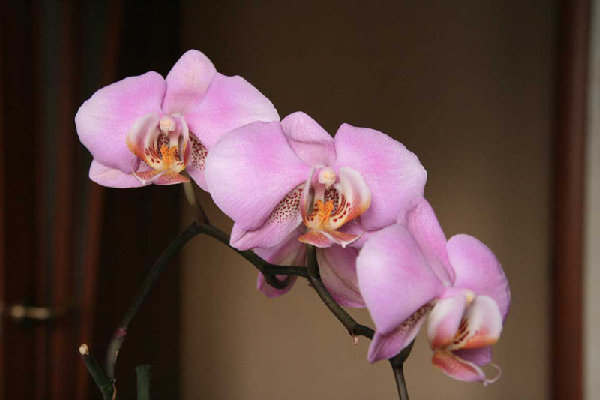 фаленопсис