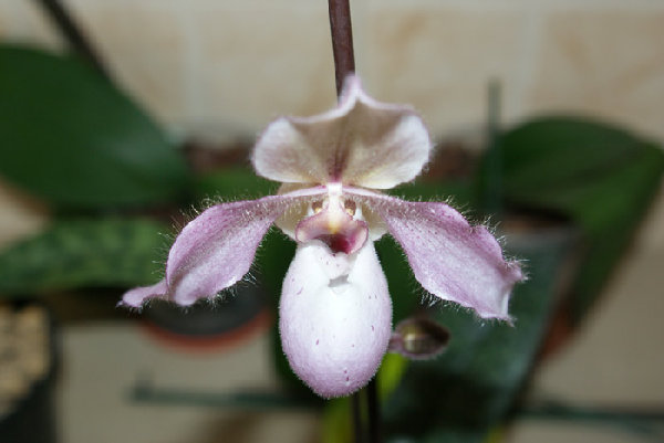 паф. гибрид