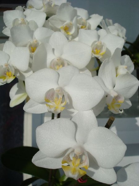 Открытка к 8 Марта