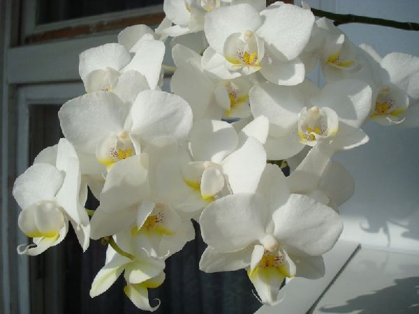 Николаевская черемуха