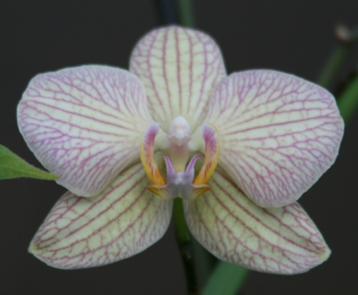 phal1_1.JPG