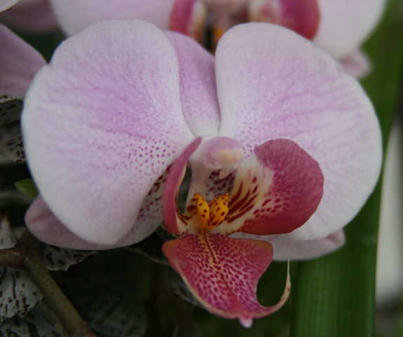 phal2_1.JPG
