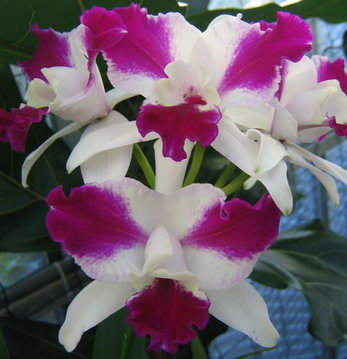 Lc.Purple Cascade 'Fragrance Beauty' (C.Interglossa x Lc. TokyochingHua_294]$2.90 сеянец.jpg