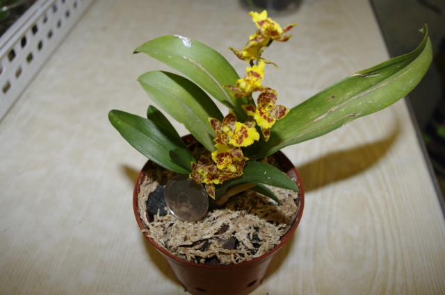 Малышня цвете