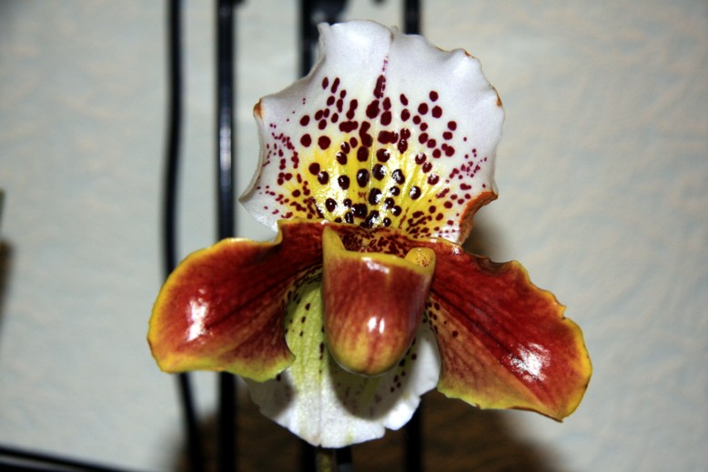paph.jpg