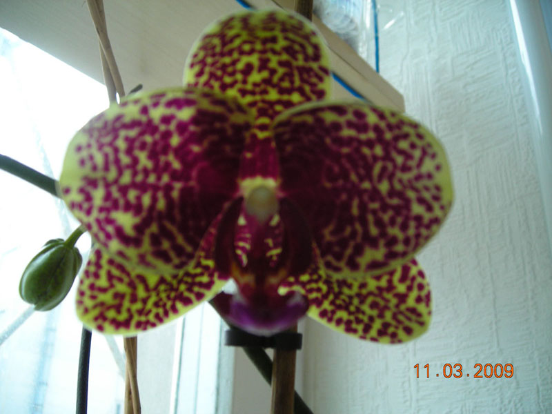 рыжий-рыжий канапатый, натуральный цвет