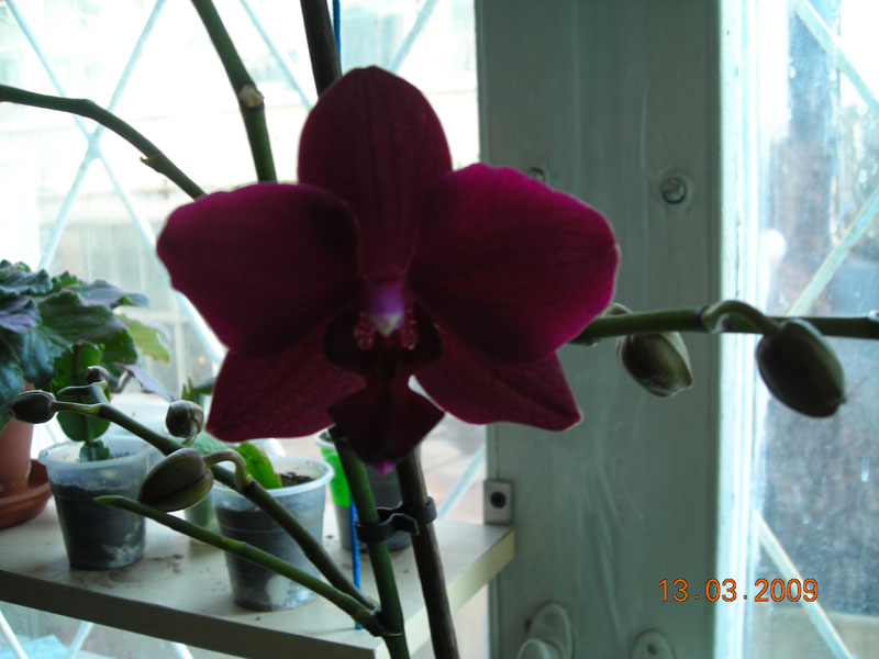 черешинка, цветет второй раз, отцвела 2 месяца назад, а теперь 2 новых стрелы и 1 старая, и детишка