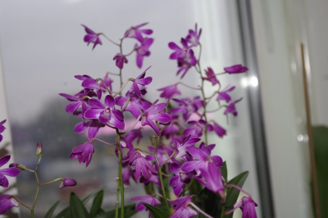 Не могла пройти : запах сирени