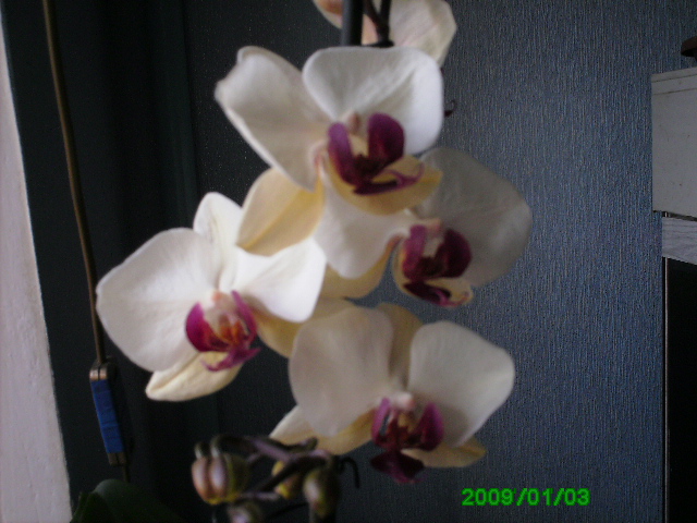 Цветет и радует..