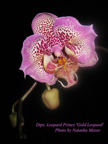 Dtps.-Leopard-Prince-'Gold-1.jpg