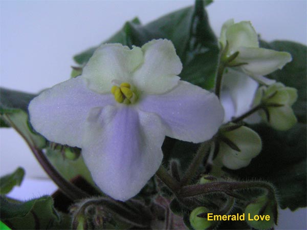 Emerald-Love1.jpg