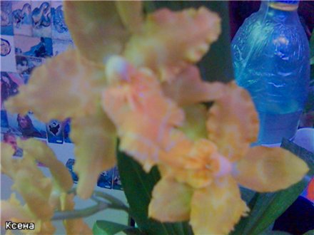 Солнечный зайчик