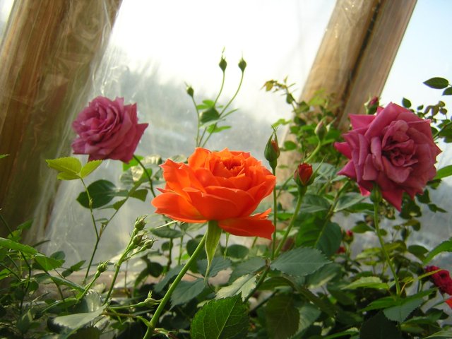 Некрупная, флорибунда