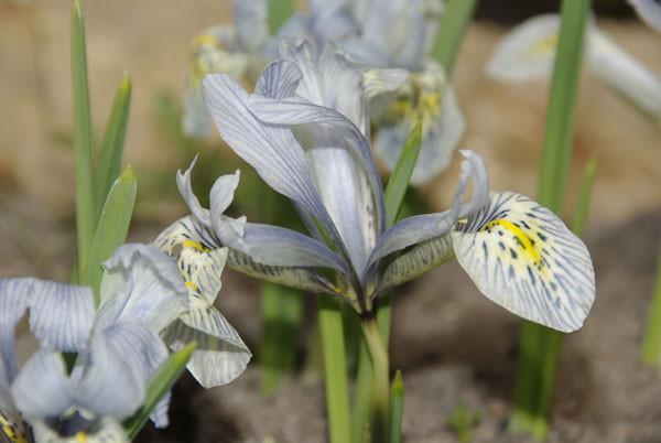 iridodictum6.jpg