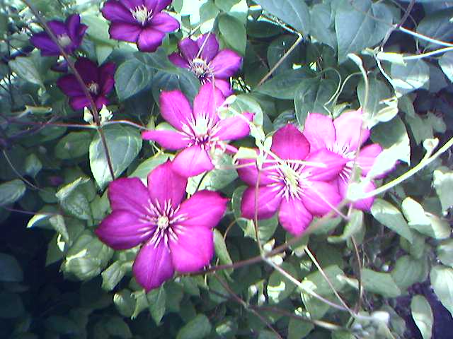 20-06-06_клематисы.jpg