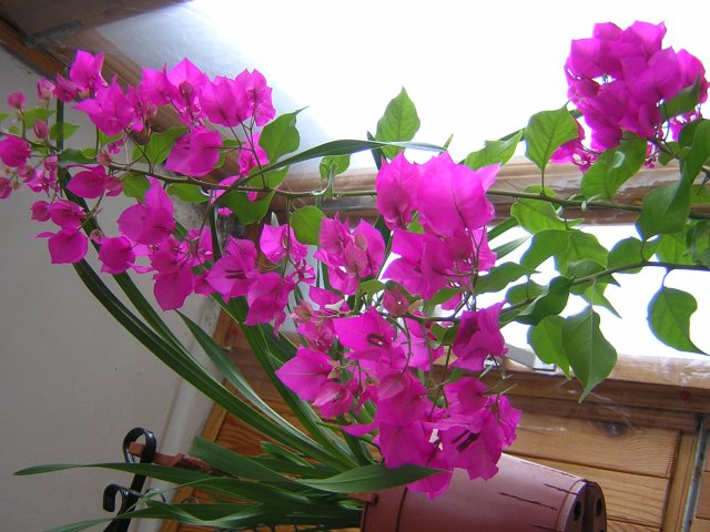 Беспроблемная  бугенвиллея и старательная