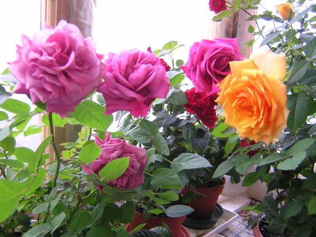 Желтая разочаровала - из удивительной формы цветка в магазине стала обычной