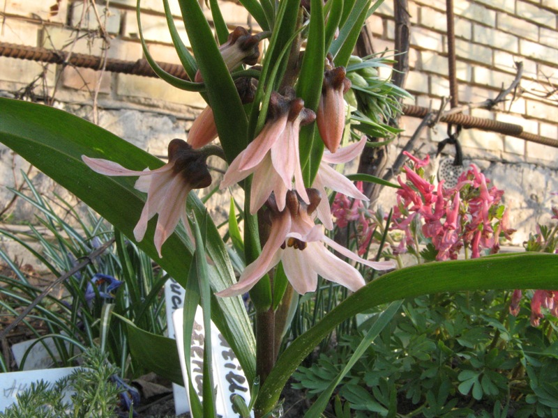 frit_stenanthera.JPG