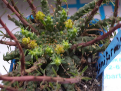 Euphorbia pugniformis 2006 06 20.jpg