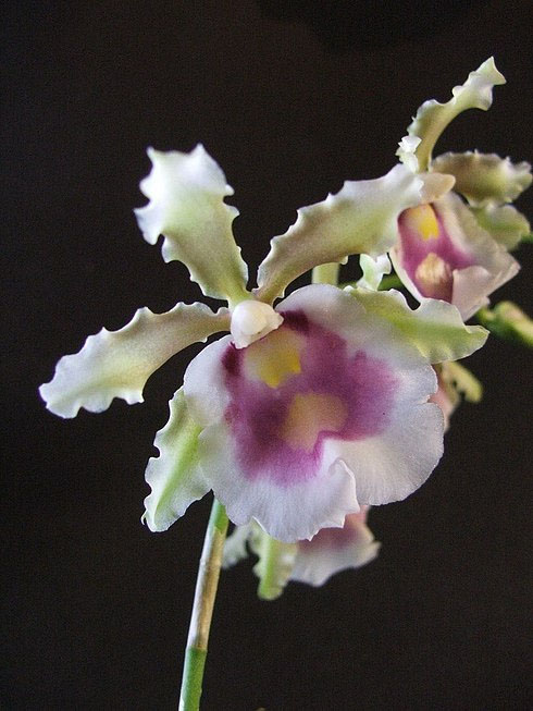 MILTONIA WARSCEWICZII.jpg