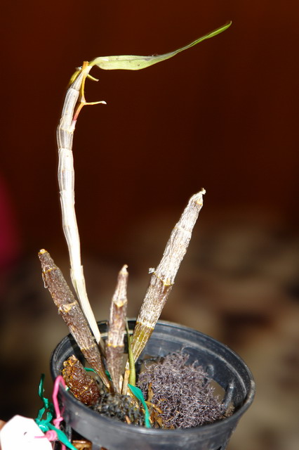 DSC06732_resize.JPG