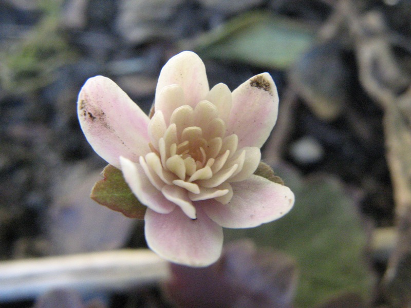 hepatica_2.JPG