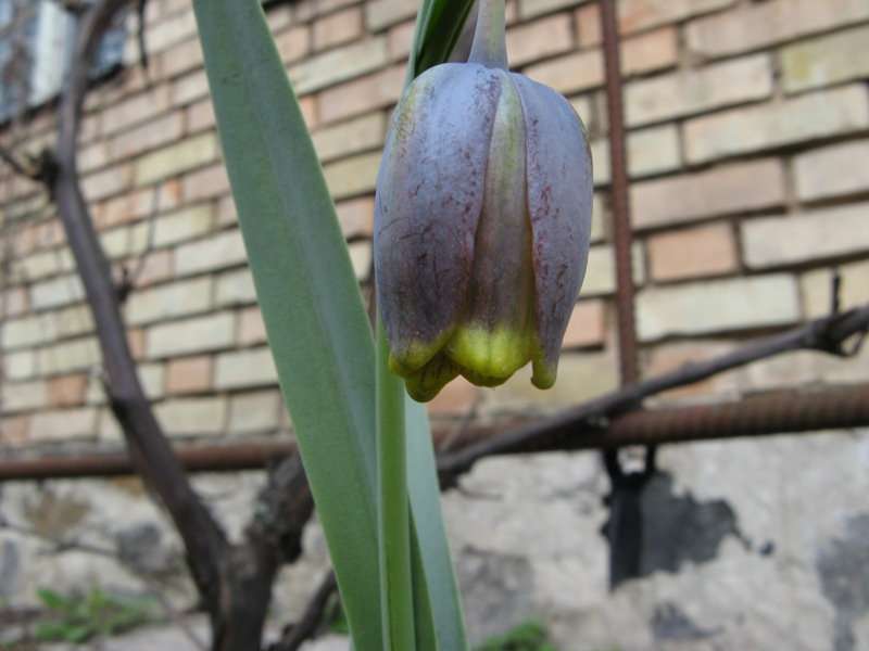 frit_graeca.JPG