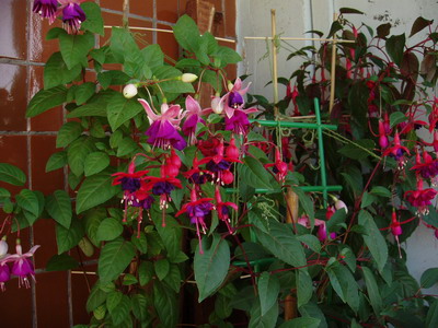 P6250001.jpg