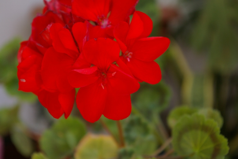 IMGP0087.JPG