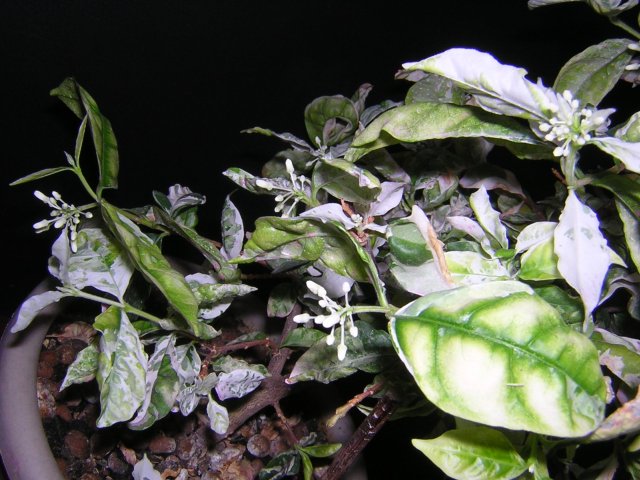 Вот такая красавица никак не очухается