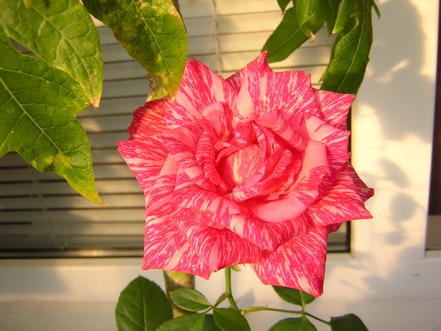 Окрас ее ярче