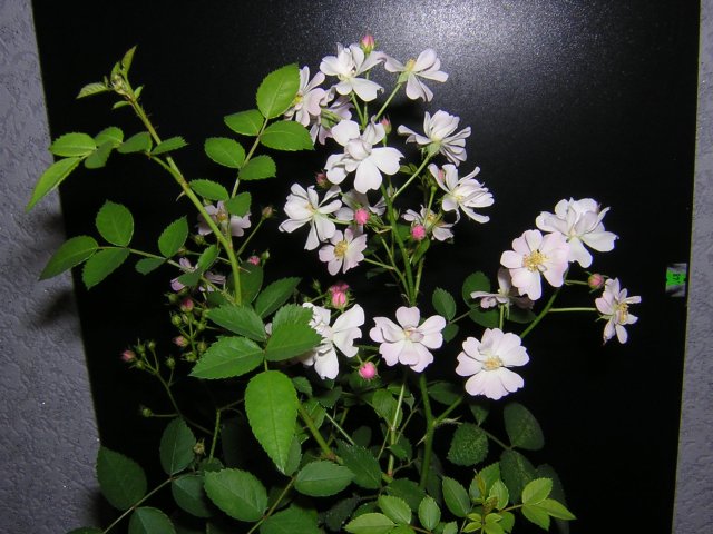 Цветем и пахнем