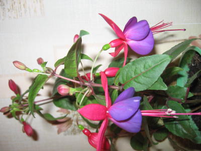 IMG_0074.jpg
