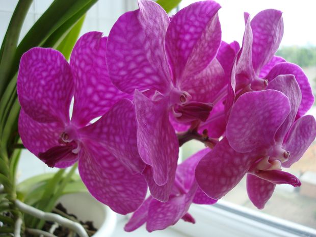 Вот такая вот Принцесса