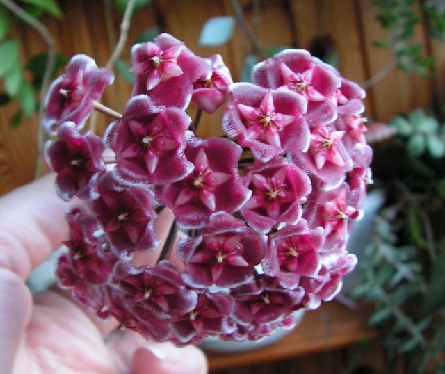 PICT0227.jpg