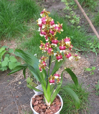 Miltonidium Hawaiian SunSet.JPG