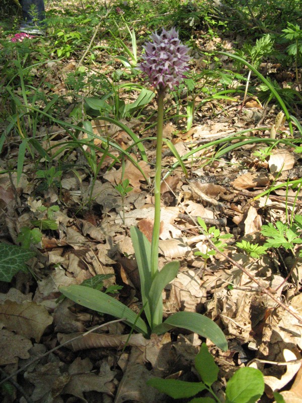 Orchis_simia1a.jpg
