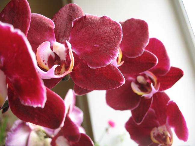 бордовый IMG_3864.JPG