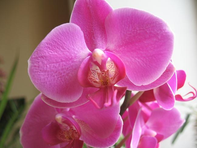 Фаленопсисс.JPG